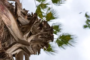 palm trees jigsaw puzzle