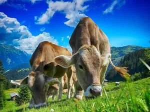 cows jigsaw puzzle