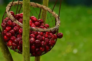 cherries jigsaw puzzle