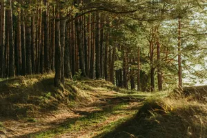 green leafed trees jigsaw puzzle