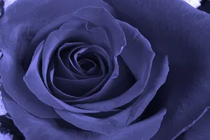 rose jigsaw puzzle