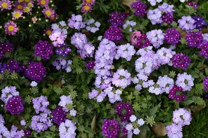 purple jigsaw puzzle