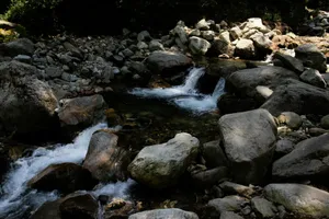 A stream of water running through a lush green forest jigsaw puzzle