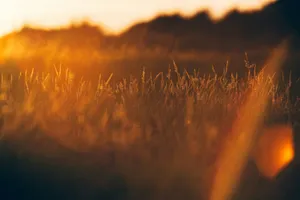 green grass during golden hour jigsaw puzzle
