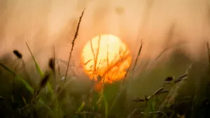 grasses and sun macro photography jigsaw puzzle