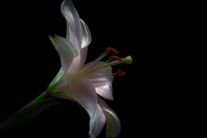 white petaled flower wallpaper jigsaw puzzle