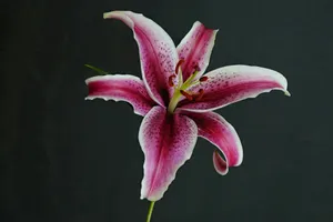 a pink and white flower in a vase jigsaw puzzle