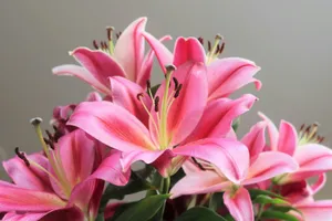 a vase filled with pink flowers on top of a table jigsaw puzzle