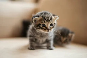 brown tabby kitten on white textile jigsaw puzzle