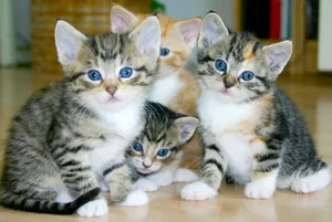 white and brown tabby kittens jigsaw puzzle