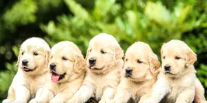five yellow Labrador retriever puppies jigsaw puzzle