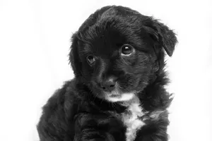 short-coated black puppy jigsaw puzzle