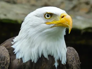 hawk jigsaw puzzle