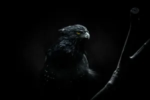 a black bird sitting on top of a tree branch jigsaw puzzle