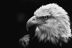 grayscale photo of eagle jigsaw puzzle