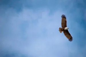 low-angle photography of white and brown eagle jigsaw puzzle