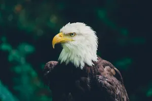 macro photography of bald eagle jigsaw puzzle