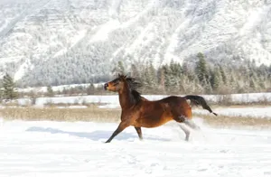 a horse running in the snow in front of a mountain jigsaw puzzle
