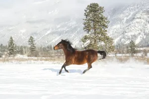 a horse running in the snow in front of a mountain jigsaw puzzle