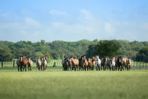 horses standing on grass field at daytime jigsaw puzzle