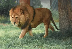 adult lion walking beside tree jigsaw puzzle