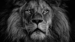 grayscale photo of lions face jigsaw puzzle