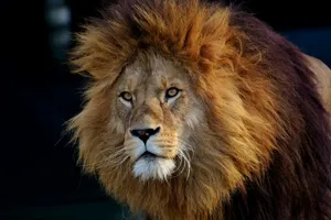 lion lying on black textile jigsaw puzzle