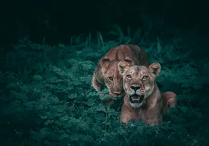 two lioness on green plants jigsaw puzzle