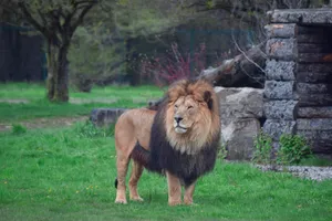 a lion standing in a grassy field next to a stone structure jigsaw puzzle