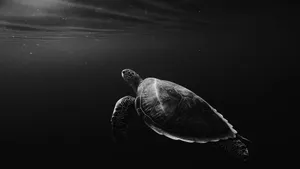 silhouette of sea turtle underwater jigsaw puzzle