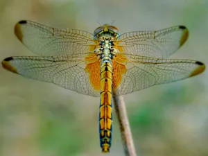 yellow and black dragonfly on brown stem in close up photography during daytime jigsaw puzzle