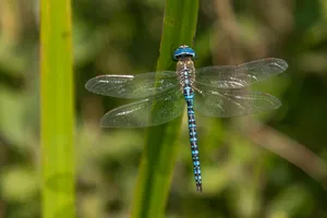 a dragonfly on a leaf jigsaw puzzle