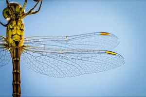 macro photography of yellow and brown dragonfly jigsaw puzzle