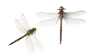 a dragonfly with wings jigsaw puzzle