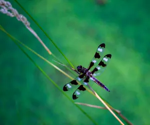 focus photography of black dragonfly jigsaw puzzle
