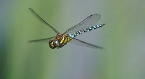 blue and brown dragonfly on green leaf jigsaw puzzle