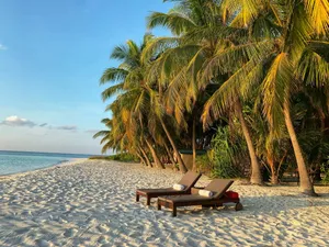 brown wooden bench on beach during daytime jigsaw puzzle
