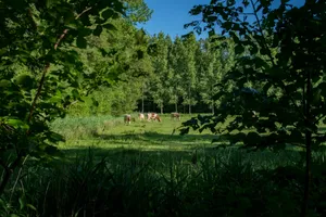 green grass field and green trees under blue sky during daytime jigsaw puzzle