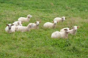 a herd of sheep standing on top of a lush green field jigsaw puzzle