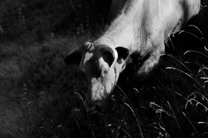 A cow grazing in a grassy field. jigsaw puzzle
