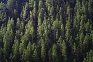 A lush evergreen forest with sunlight filtering through the dense canopy. jigsaw puzzle