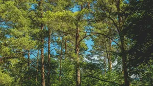 Lush green forest canopy with sunlight filtering through tall trees against a bright blue sky. jigsaw puzzle