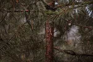 Detailed close-up of pine tree branches and bark, showcasing natural textures. jigsaw puzzle