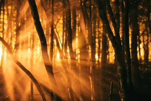 Scenic view of overgrown dry tree trunks growing in woods illuminated by sun rays in twilight jigsaw puzzle