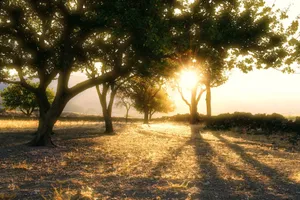 Captivating sunrise casting long shadows through a tranquil forest setting. jigsaw puzzle