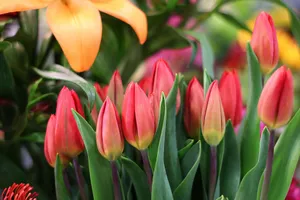 Close-up of vibrant red tulips and orange lilies in full bloom, showcasing the beauty of spring flora. jigsaw puzzle