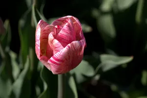 Close-up of a vibrant pink tulip bloom in a lush spring garden setting. jigsaw puzzle