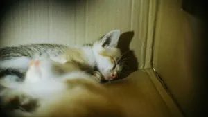 Cute kittens sleeping peacefully in a cardboard box, creating a warm and cozy scene. jigsaw puzzle