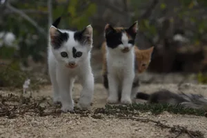 Three playful kittens curiously exploring a sandy outdoor area, displaying their natural instincts. jigsaw puzzle