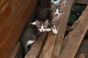 Adorable tabby kittens exploring a rustic wooden area, showcasing playful innocence. jigsaw puzzle